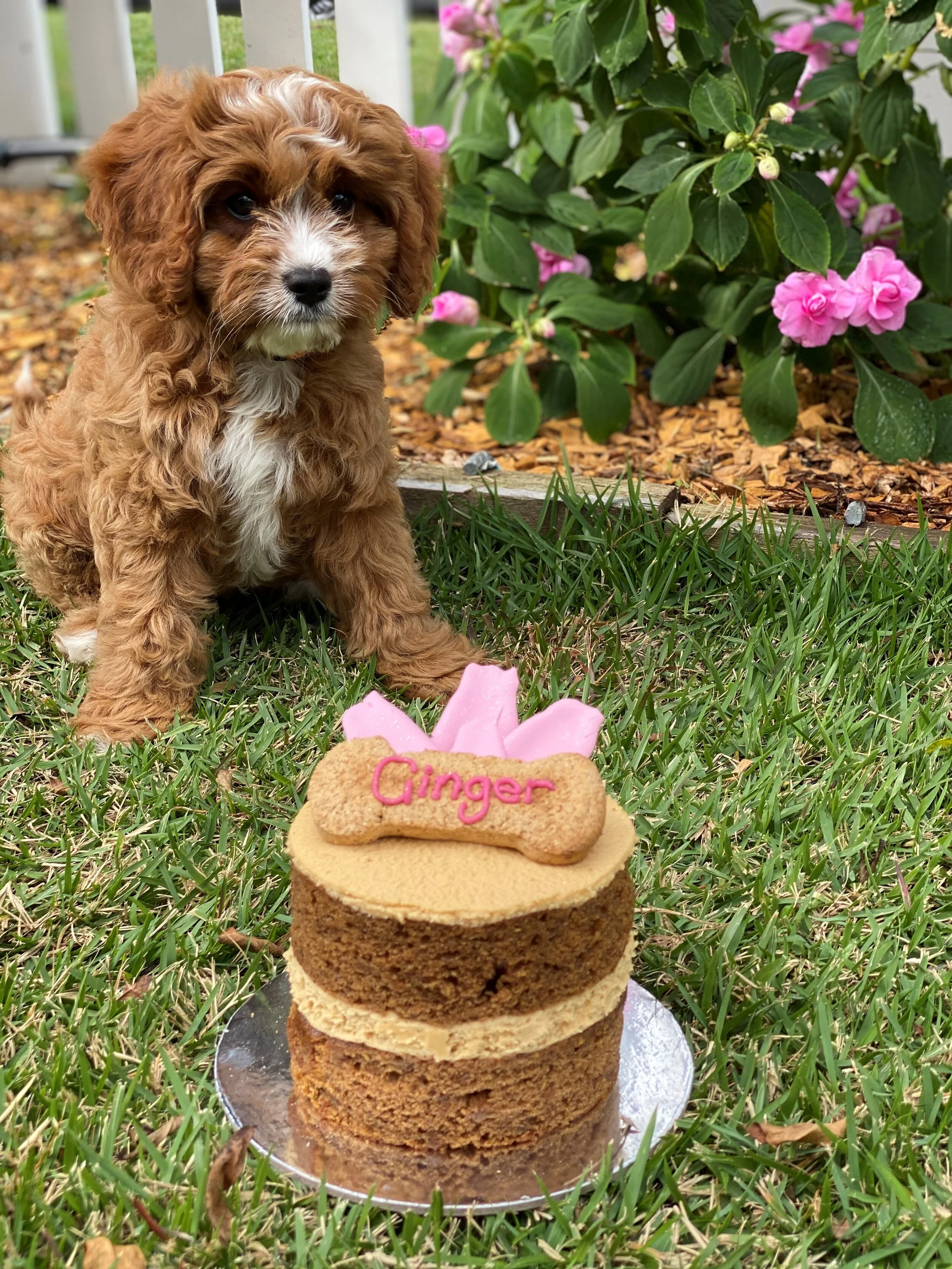 vanillapodspecialtycakes-pupcake-brisbane-dogcake-minicake.jpg
