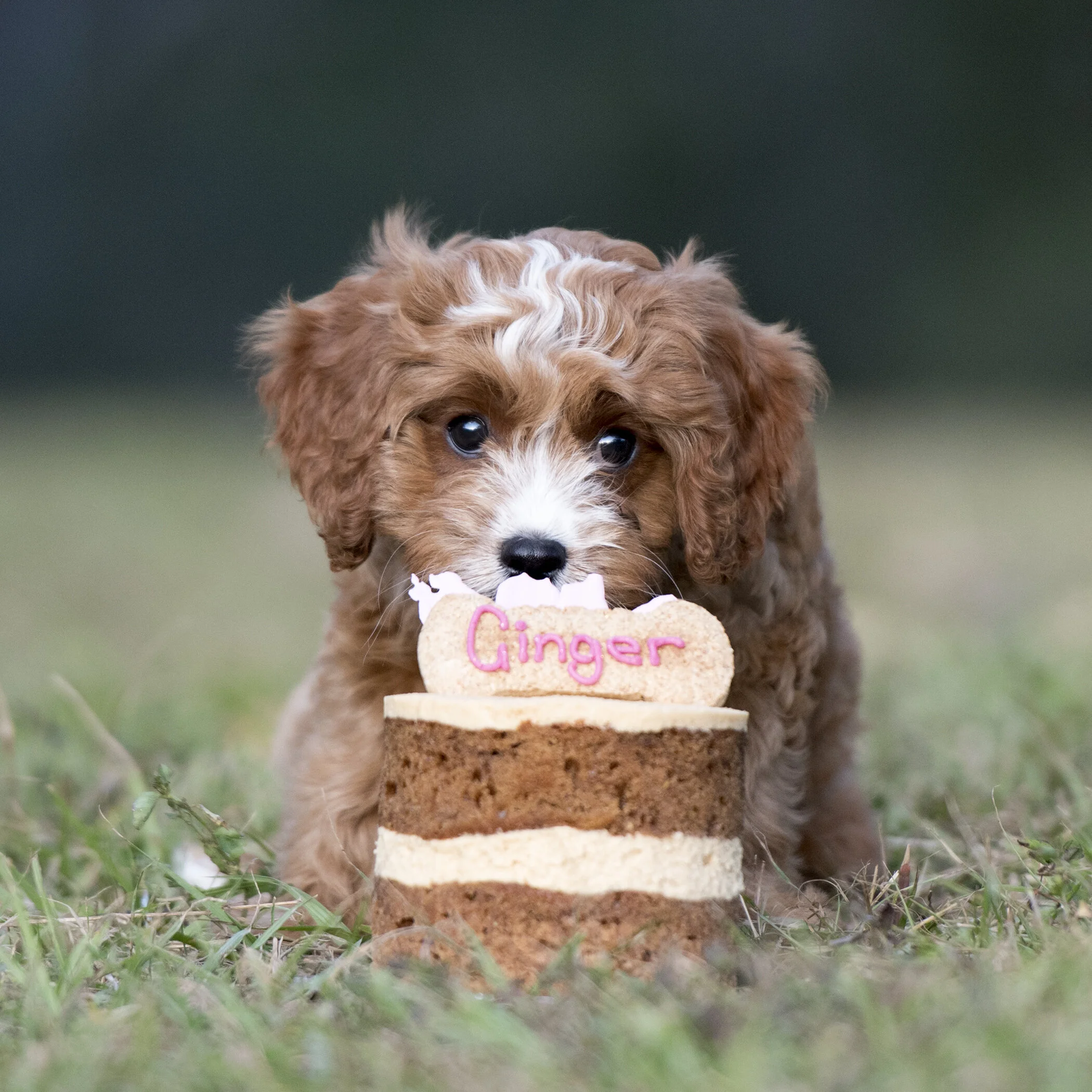 ginger cake2.jpg