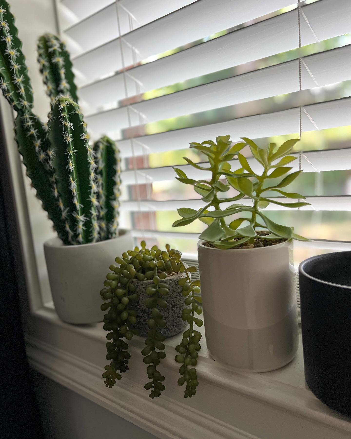 Some of our plant friends at the studio!

 #Injector #cosmeticinjector #aestheticinjector #injectors #nashvilleinjector #injectorservice #injectorlife #healingnaturally #healingvibes #healingenergy