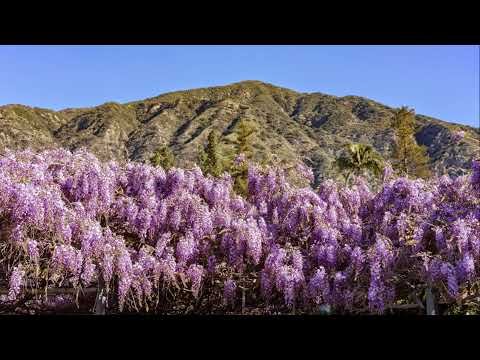Sierra Madre Planning Commission | May 15, 2025 | Regular Meeting