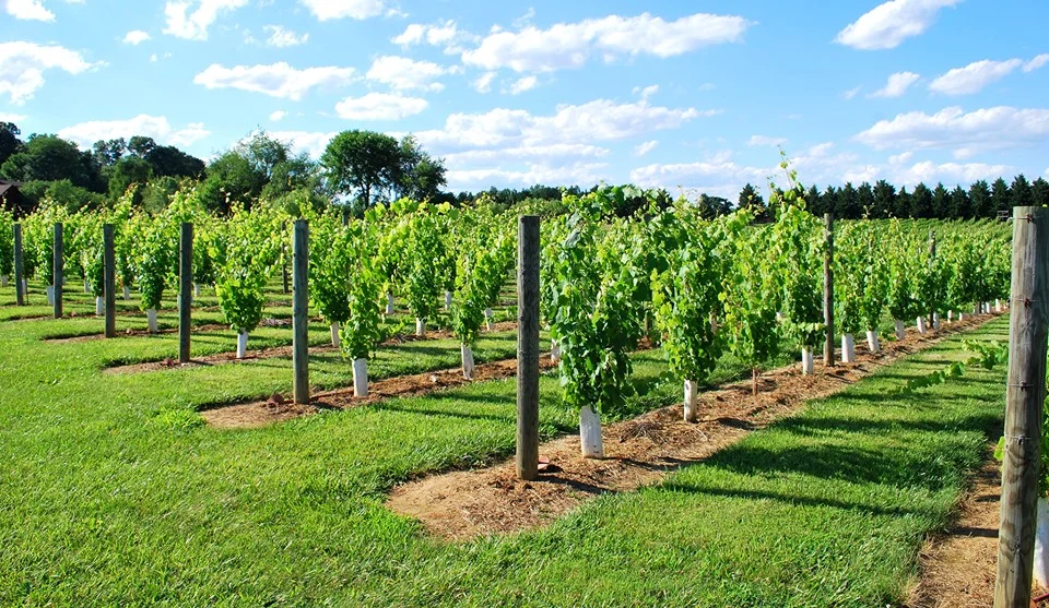 Milonga in the Vineyard