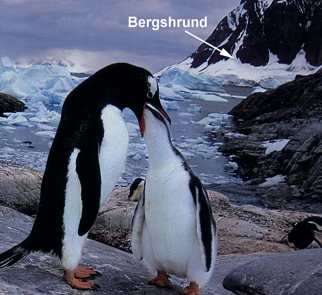 BergshrundPenguin.jpg