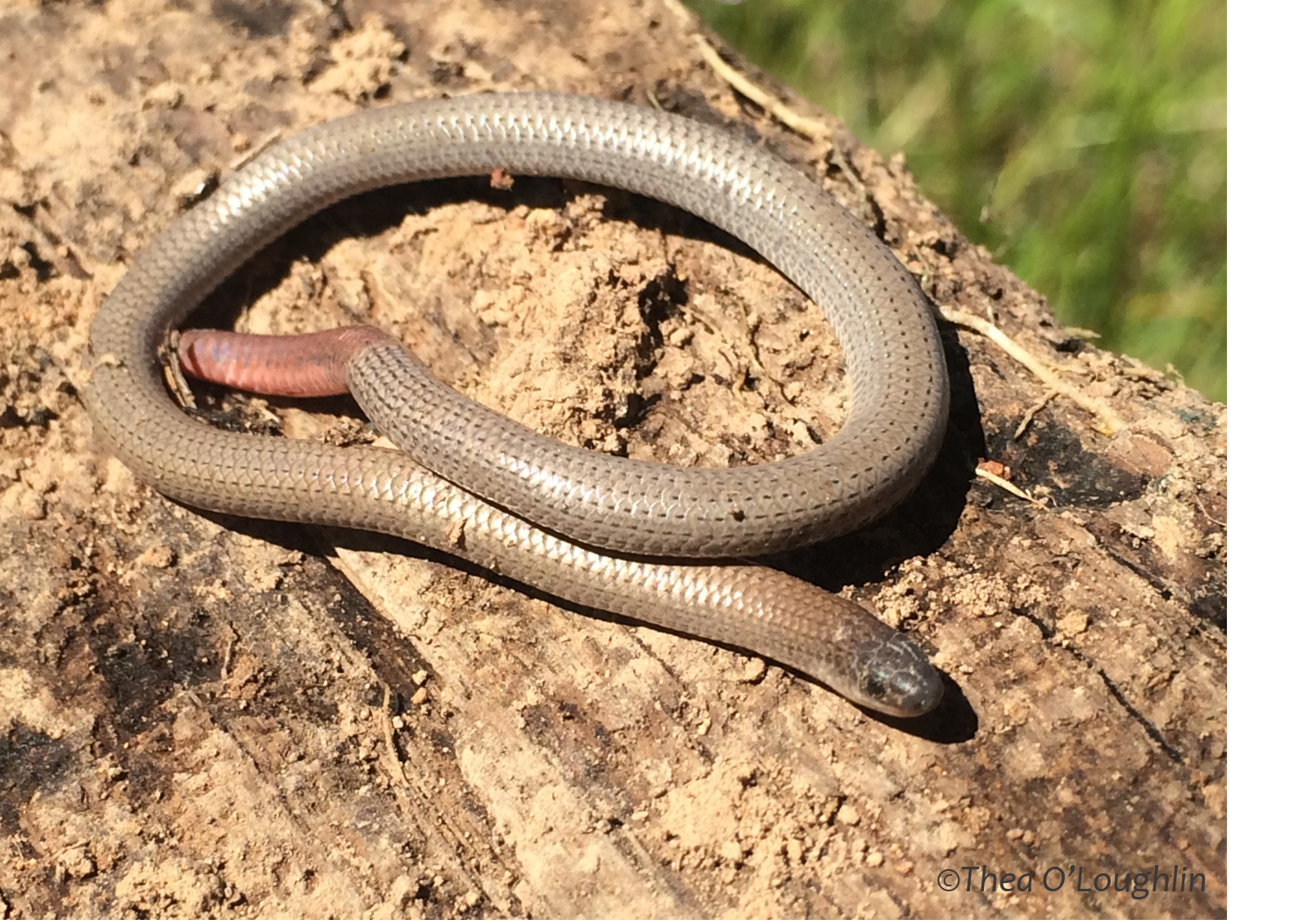  The vulnerable Pink-tailed Worm Lizard, Aprasia parapulchella is found on monitoring sites within the Environmental Stewardship Program