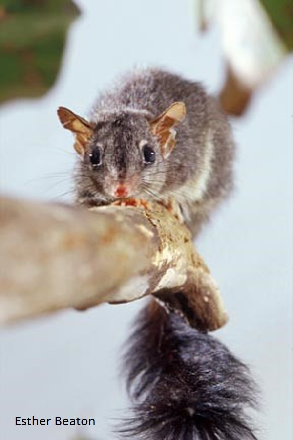 The Brush-tailed Phascogale ( Phascogale tapoatafa ), with it’s distinctive black brushy tail (Photo: Esther Beaton)