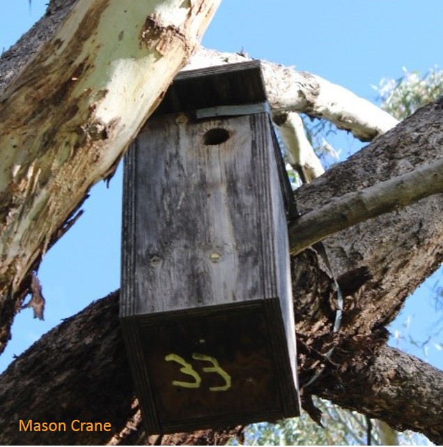 A typical nestbox (often used by Phascogales elsewhere) and the type of boxes the positive hair samples were collected from in the South West Slopes.