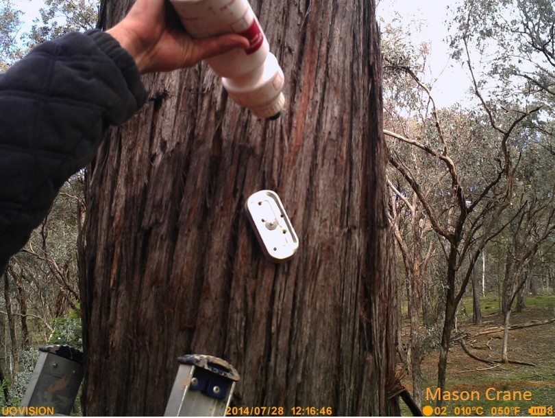 Baiting the camera trap. Spraying the tree with diluted honey after nailing the perforated sardine tin to the tree.