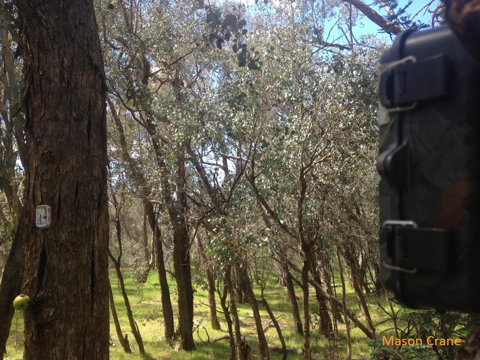 Camera trap for Brush-tail Phascogale, set and ready for action.