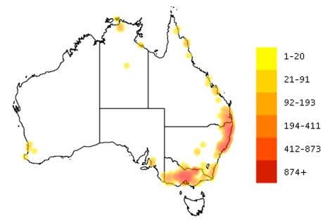 The Brush-tailed Phascogale has a wide and patchy distribution. Map based on records, Atlas of Living Australia ( Atlas of Living Australia http://bie.ala.org.au/species/Phascogale+tapoatafa . Accessed 26 February 2016) 