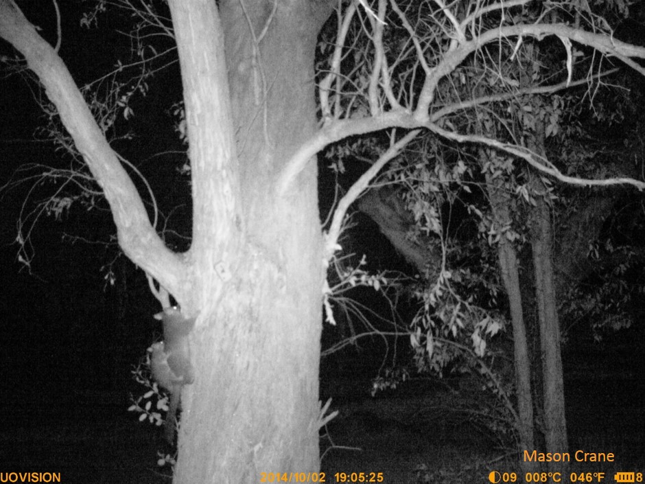 Not a phascogale but a Brush-tailed Possum (with bub)