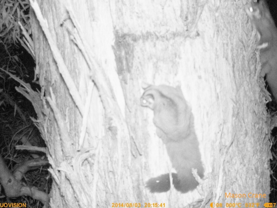Not a phascogale, but a Squirrel Glider