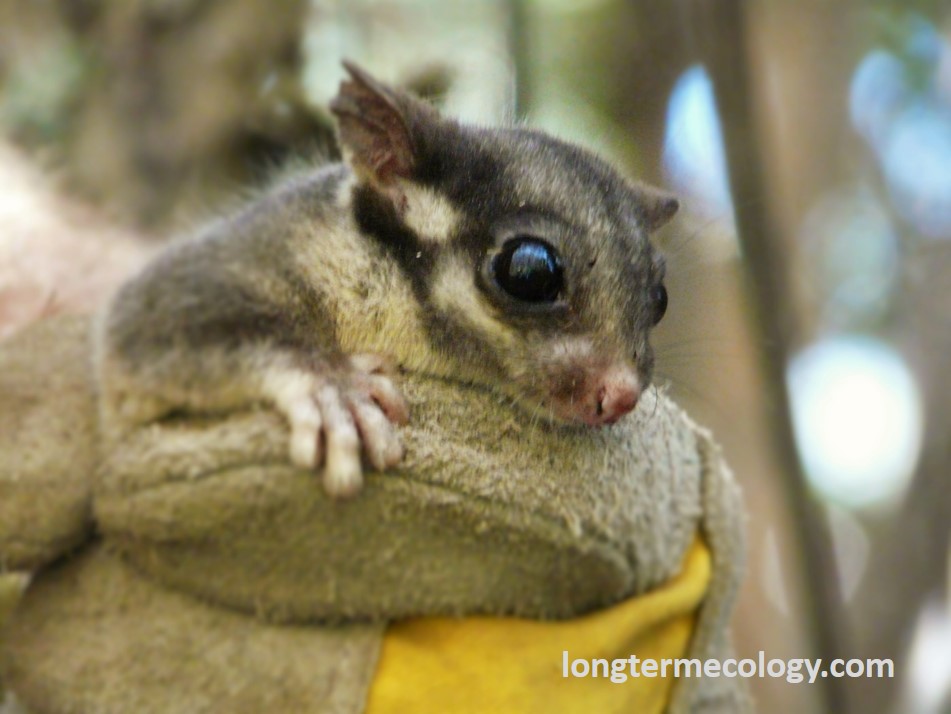 The critically endangered Leadbeater’s Possum, Victoria’s faunal emblem, which is extremly dependent on large old trees for their survival. 