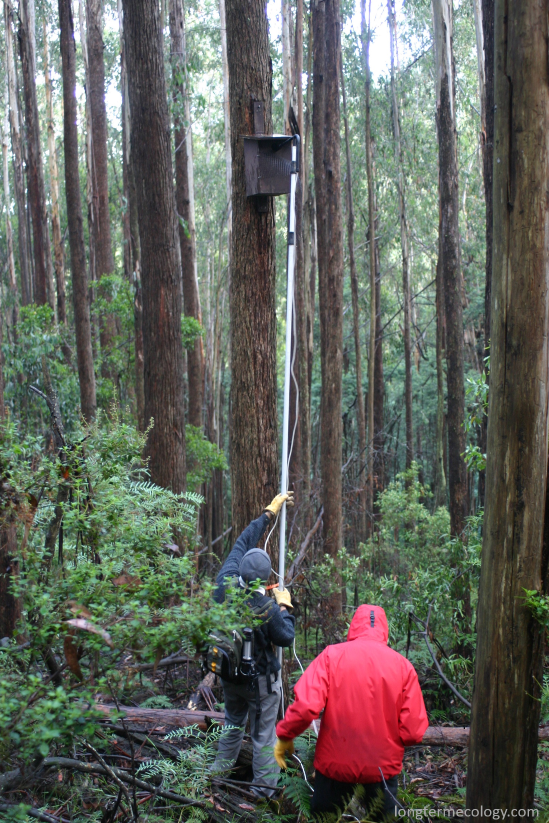 During a large nest box study in the 1990’s, researchers could take more than two weeks to check all 96 monitored nest boxes.