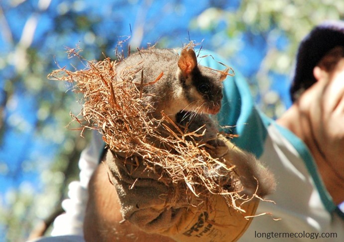 Nest boxes were regularly checked for Leadbeater's Possum during the ten year study.