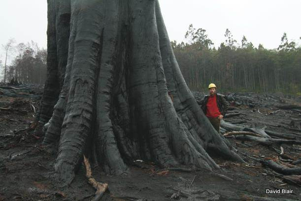 No protections from logging operations were in place for this giant of a tree. These large old trees are very rare in the landscape and we need to do all that we possibly can to protect them.