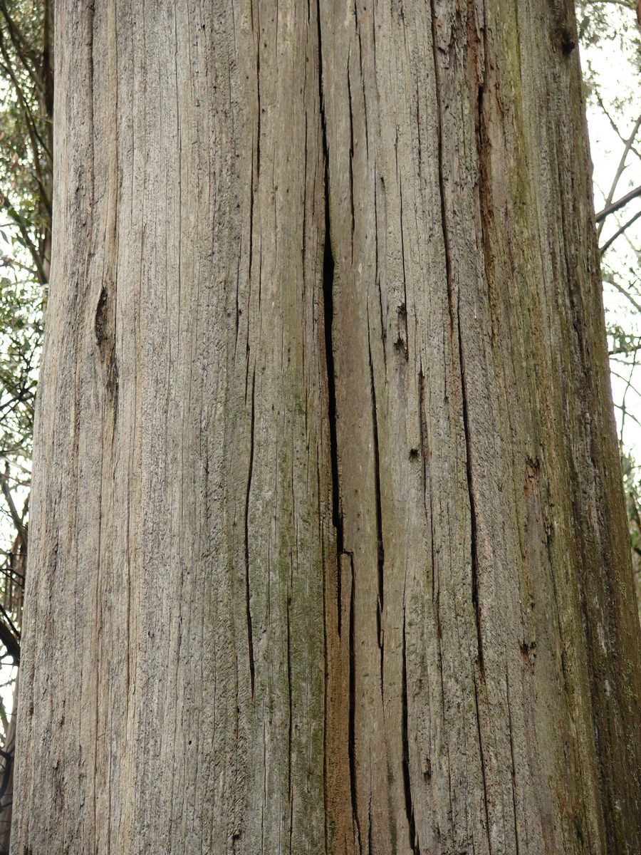 Can you spot the Leadbeater’s Possum ‘keyhole’ hollow entrance ? Leadbeater’s Possums prefer large dead trees for their den sites. Typically, they enlarge cracks in the side of the trunk, accessing the rotten middle of the tree which maintains moderate temperatures through the hot summers and the cold winters.