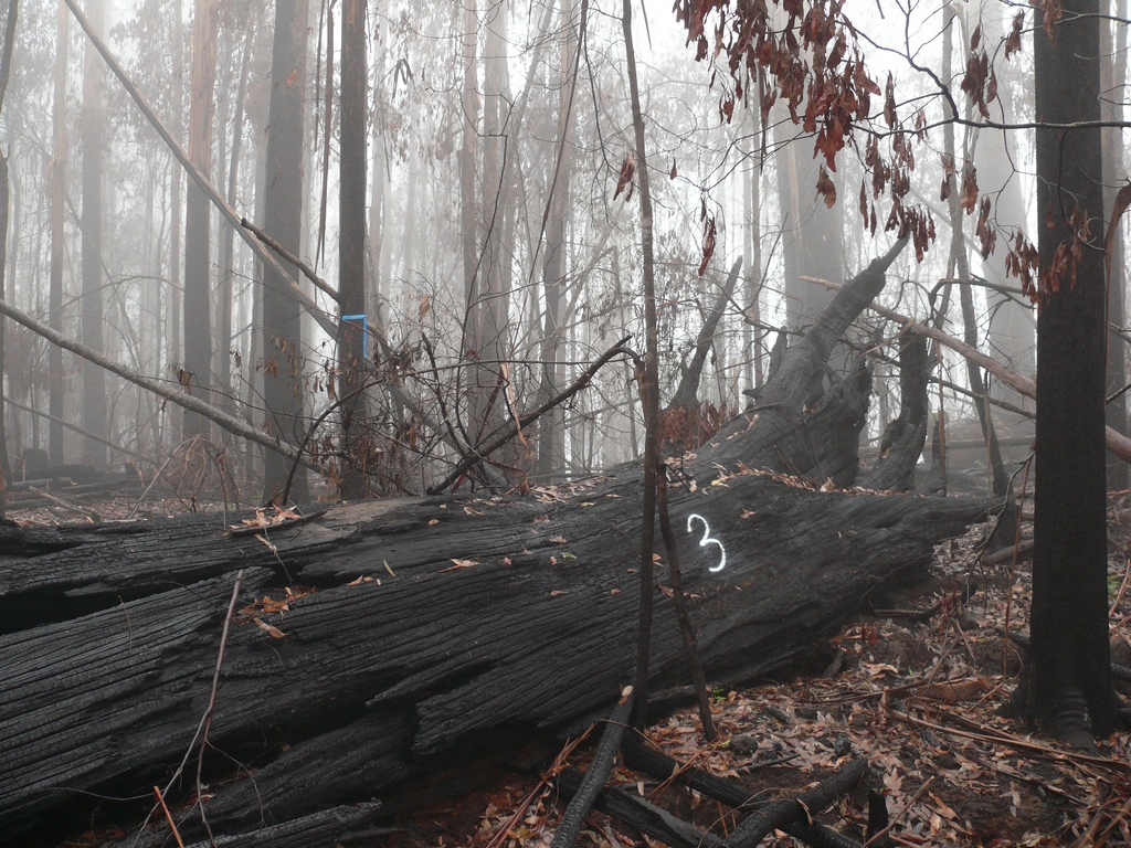 Following the 2009 fires, many of the large hollow bearing trees either collapsed as this one has done, or were totally burnt out up the middle. Either way, they are no longer functional denning sites for any of the possums or gliders.