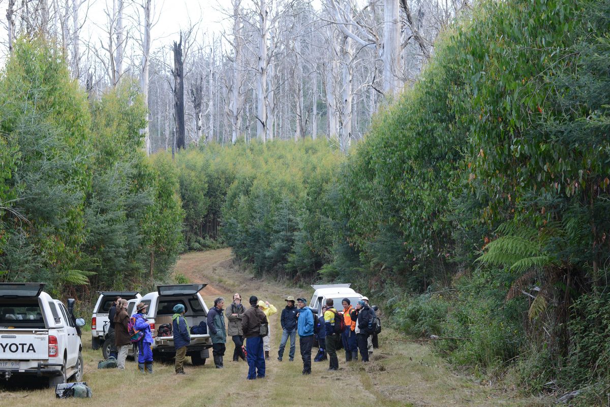 For over thirty years, Australian National University researchers have undertaken stagwatching for Leadbeater’s Possum and other fauna at 175 permanent monitoring sites. Following the Black Saturday fires, Leadbeater’s Possum had not been recorded on any site which was burnt, until now.