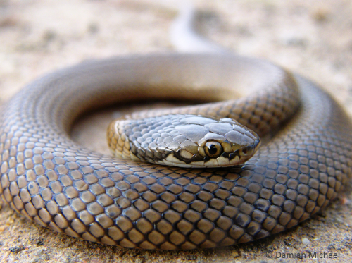Curl Snake’s are active both during the day and night. During this study they were commonly found under logs and were classified as a habitat specialist. Photo: Damian Michael . 