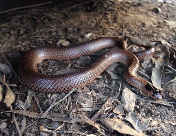 Three threatened Little Whip Snakes were found o n a site near Bungendore. Photo: Mason Crane.