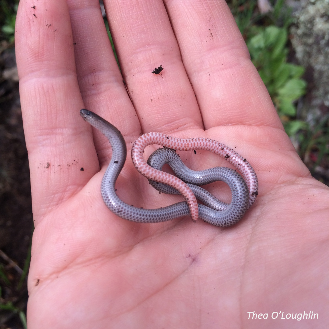 Aprasia parapulchella