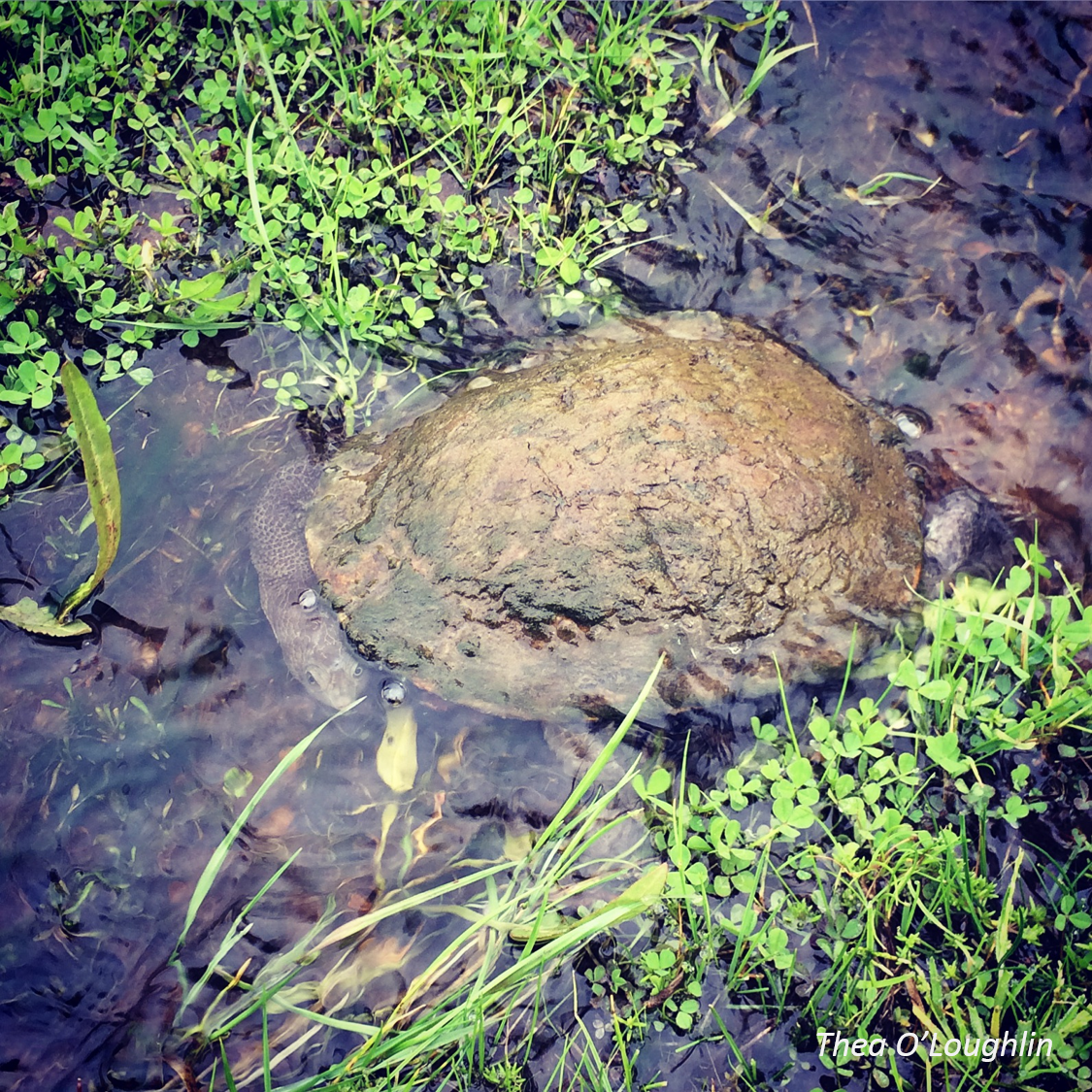 Chelodina longicollis