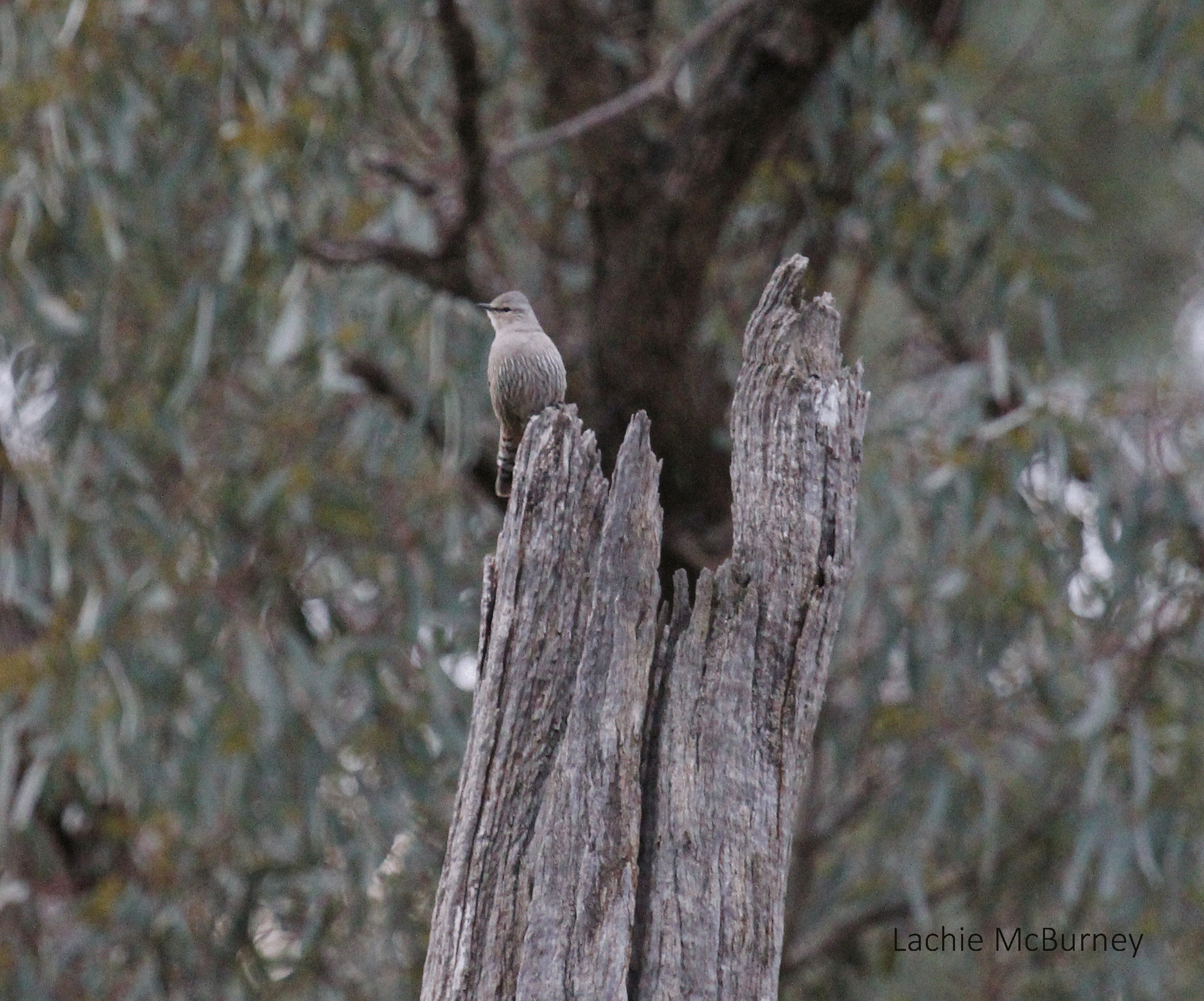   This Brown Treecreeper was hard to spot from a distance, but its loud “spink” call gave it away.     Photo: Lachie McBurney.  