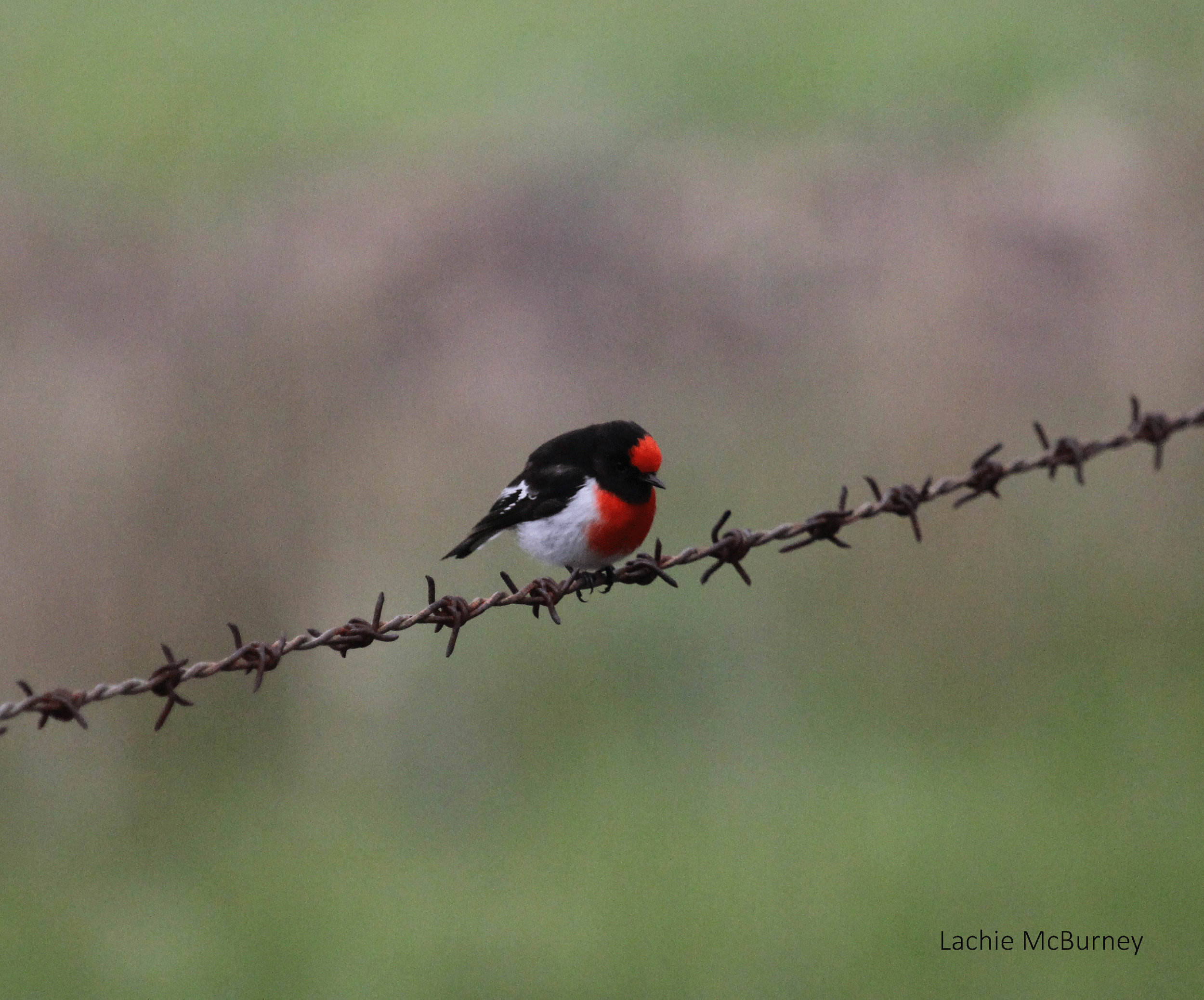   Red-capped Robins are always a delight,&nbsp; added this to an enormous photo collection of “birds on fences”.&nbsp;    Photo: Lachie McBurney.  