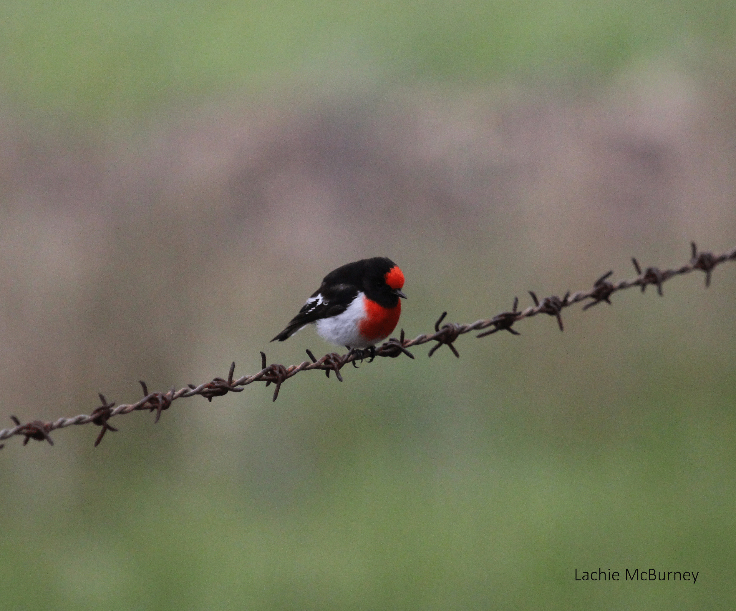 Red-capped Robins are always a delight, added this to an enormous photo collection of “birds on fences”. Photo: Lachie McBurney.