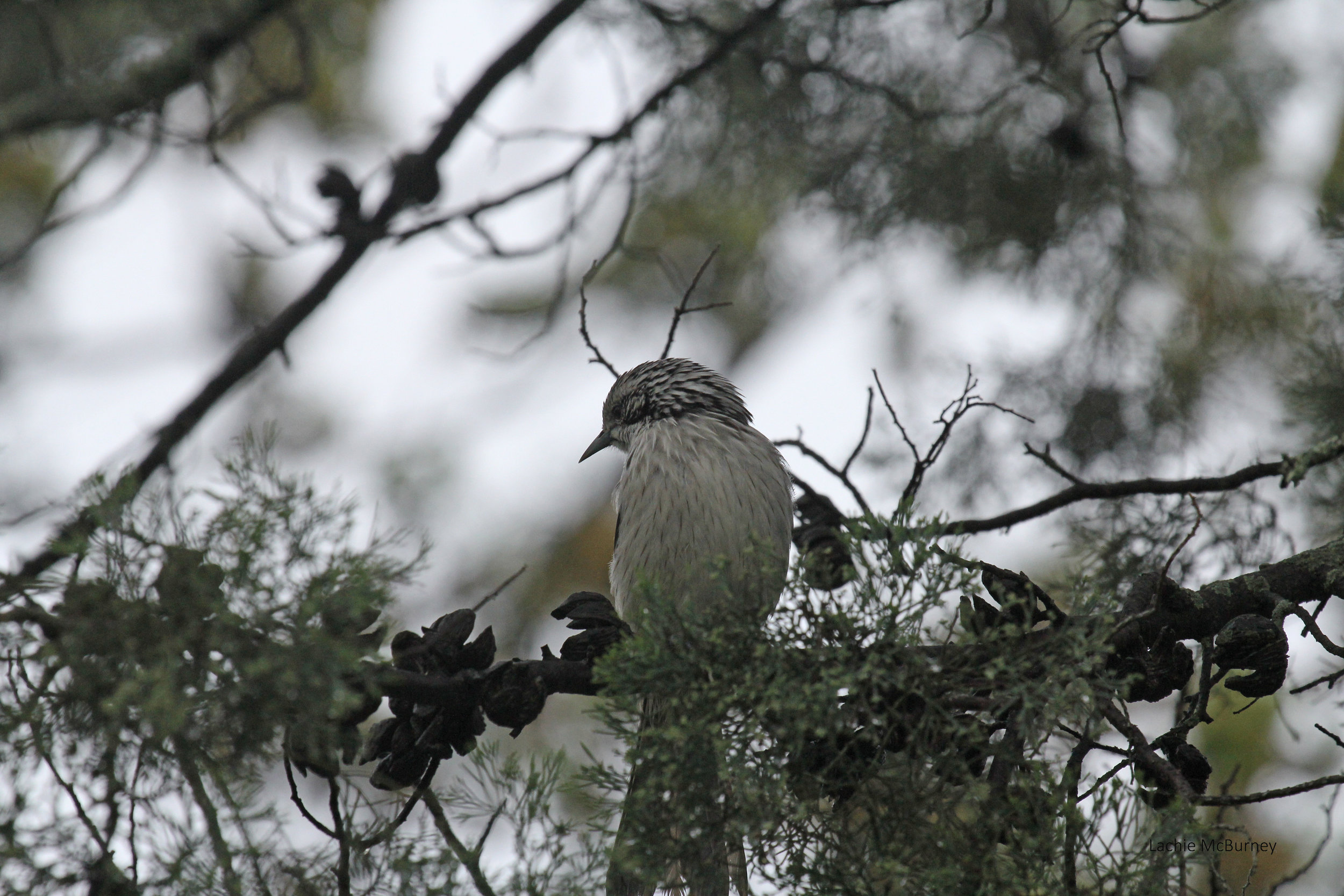 Striped Honeyeater 