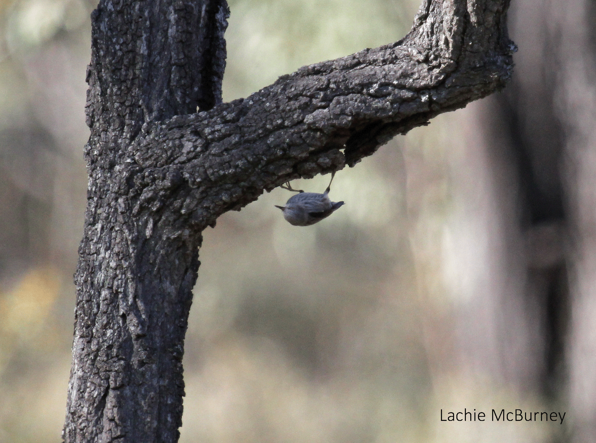   Do not adjust your set.&nbsp; A Varied Sittela in motion upside down as it busily bounced around our monitoring site.&nbsp; Rarely still for a good photo op!&nbsp;    Photo: Lachie McBurney.  