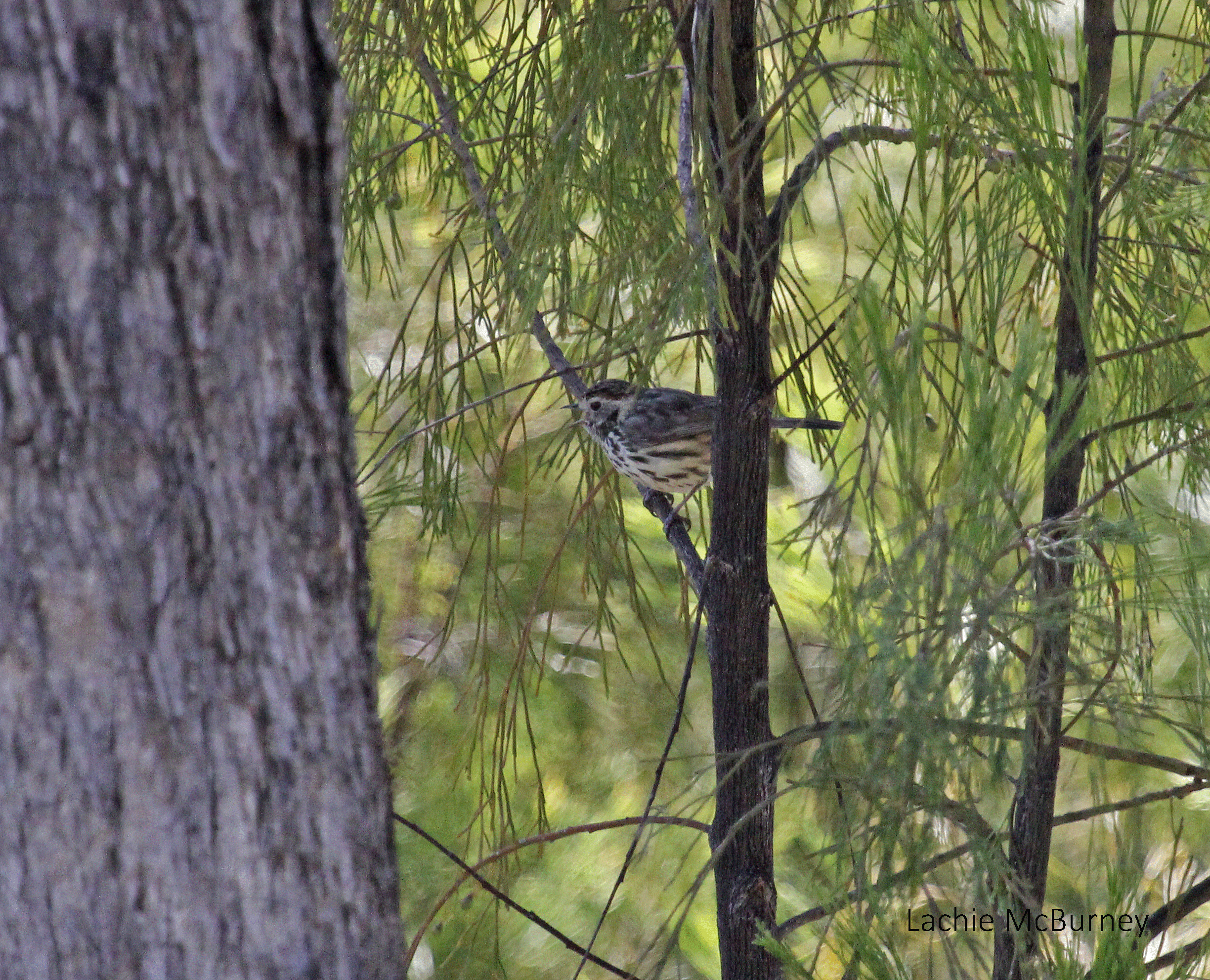   Speckled Warbler doing its raspy alarm call.&nbsp;    Photo: Lachie McBurney.  