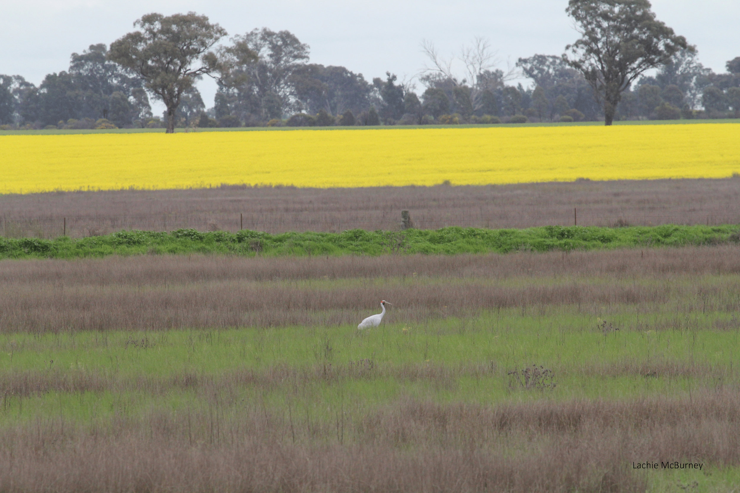 I spotted this Brolga near one of our monitoring plots and stopped for a look. A car pulled over for a chat and the driver was the property owner who pointed out the second of the pair, on a nest nearby! Nothing like some local interpretation. Photo: Lachie McBurney.