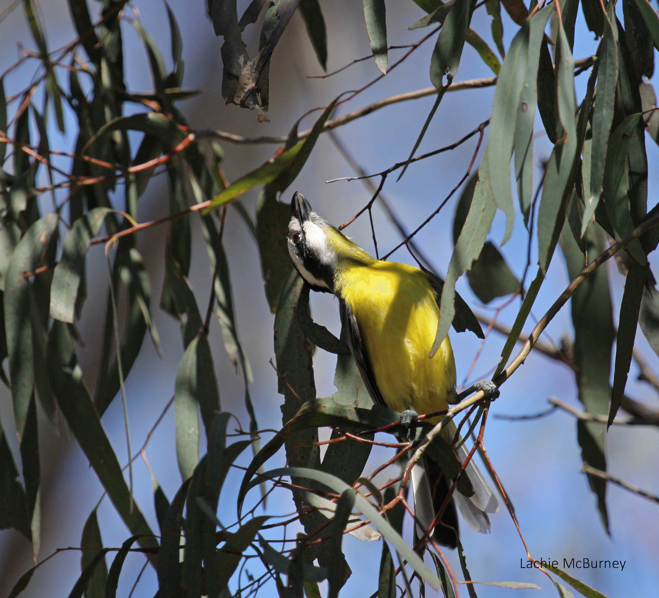   This Crested Shrike-tit was quietly feeding in a very noisy flock of woodswallows.&nbsp; The splash of yellow only just caught my eye.&nbsp;    Photo: Lachie McBurney.  