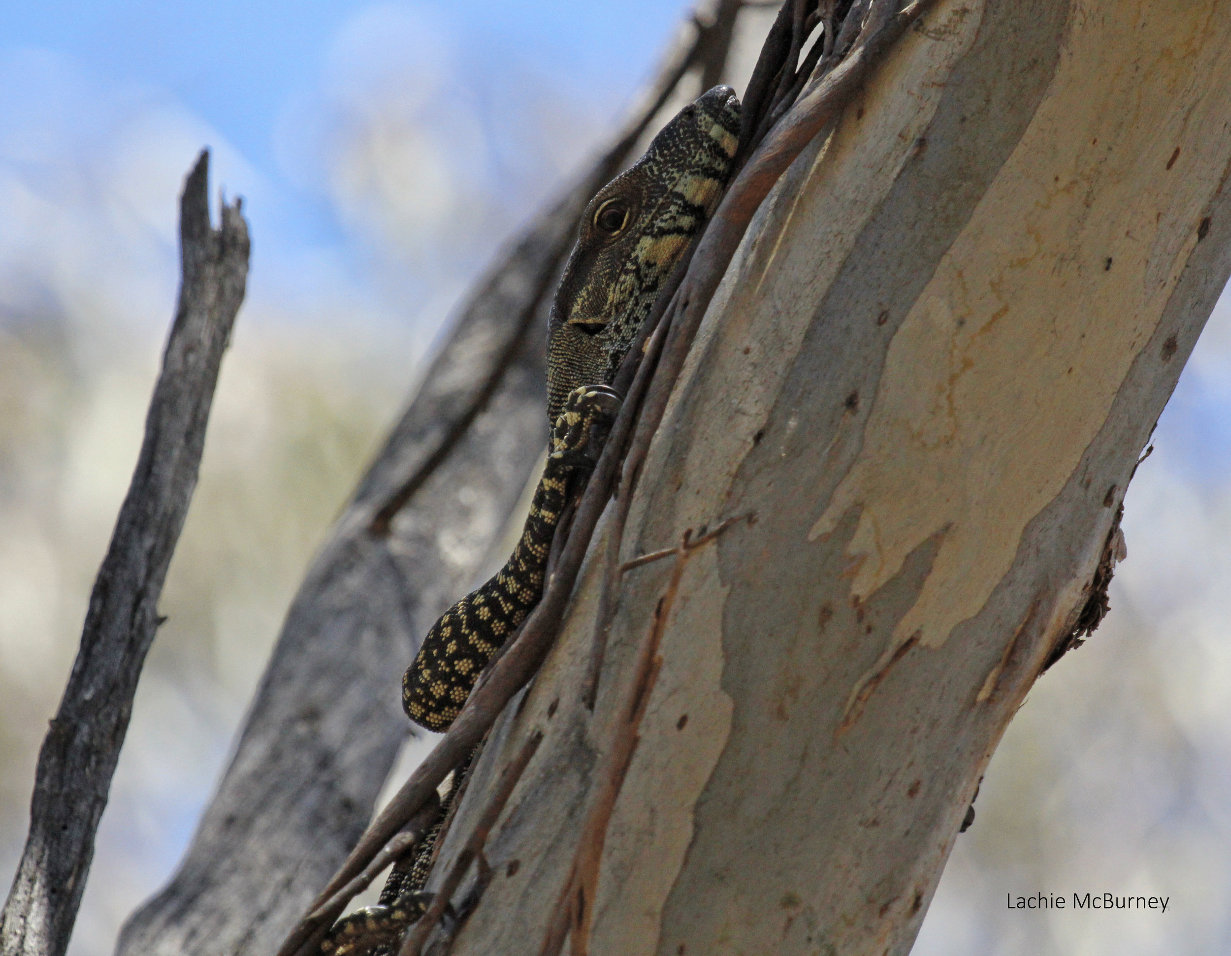 Varanus varius