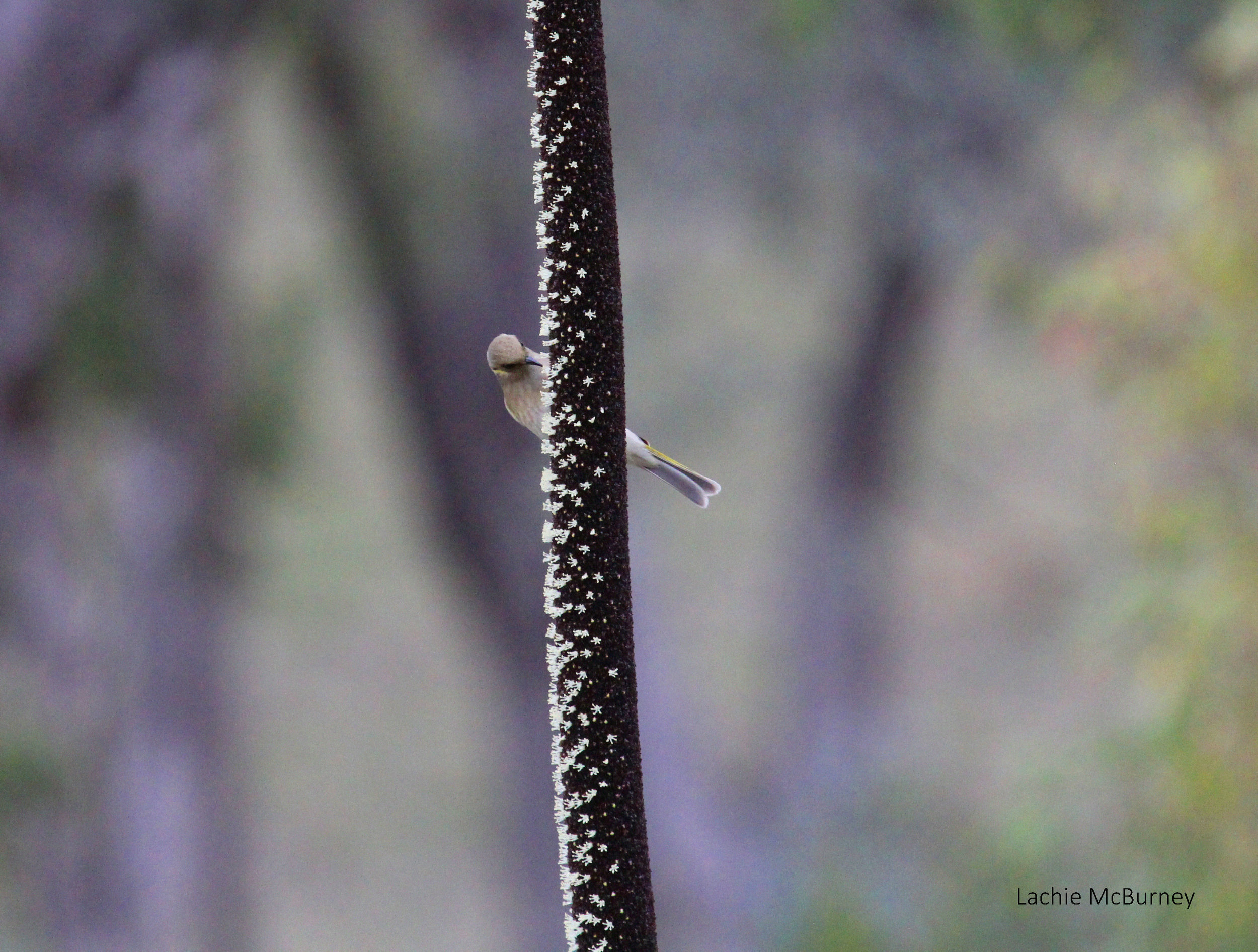   Fuscous Honeyeater feeds on the flowering spike of a grass tree.&nbsp;    Photo: Lachie McBurney.  