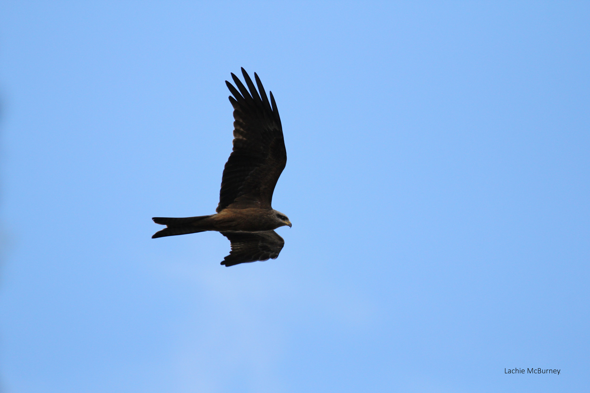   This Black Kite circled me for the length of my reptile survey.&nbsp; I kept seeing its shadows drifting across the ground in front of me as I scanned the ground for reptiles.&nbsp;    Photo: Lachie McBurney.  