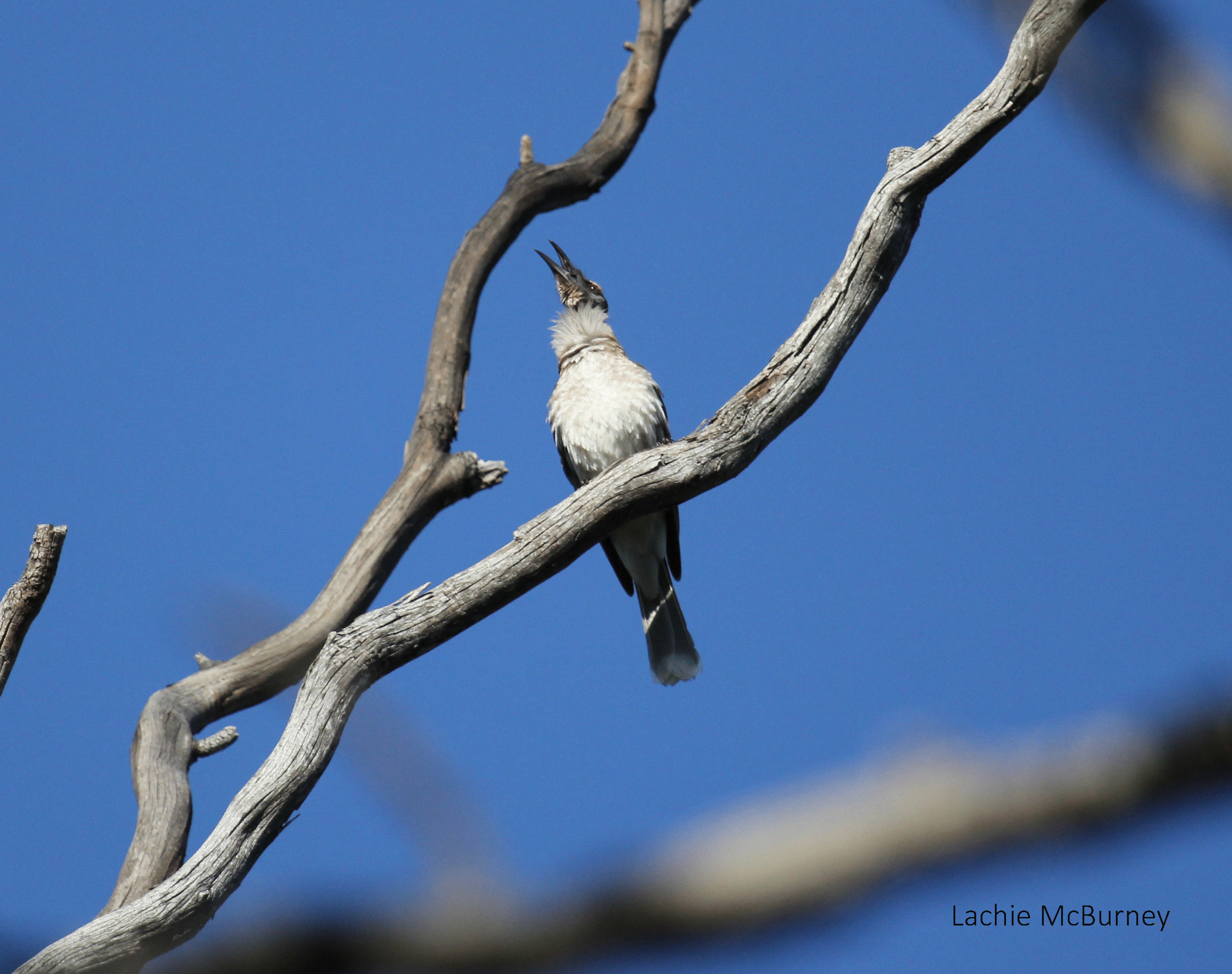   Noisy Friarbird living up to its reputation.&nbsp;    Photo: Lachie McBurney.  