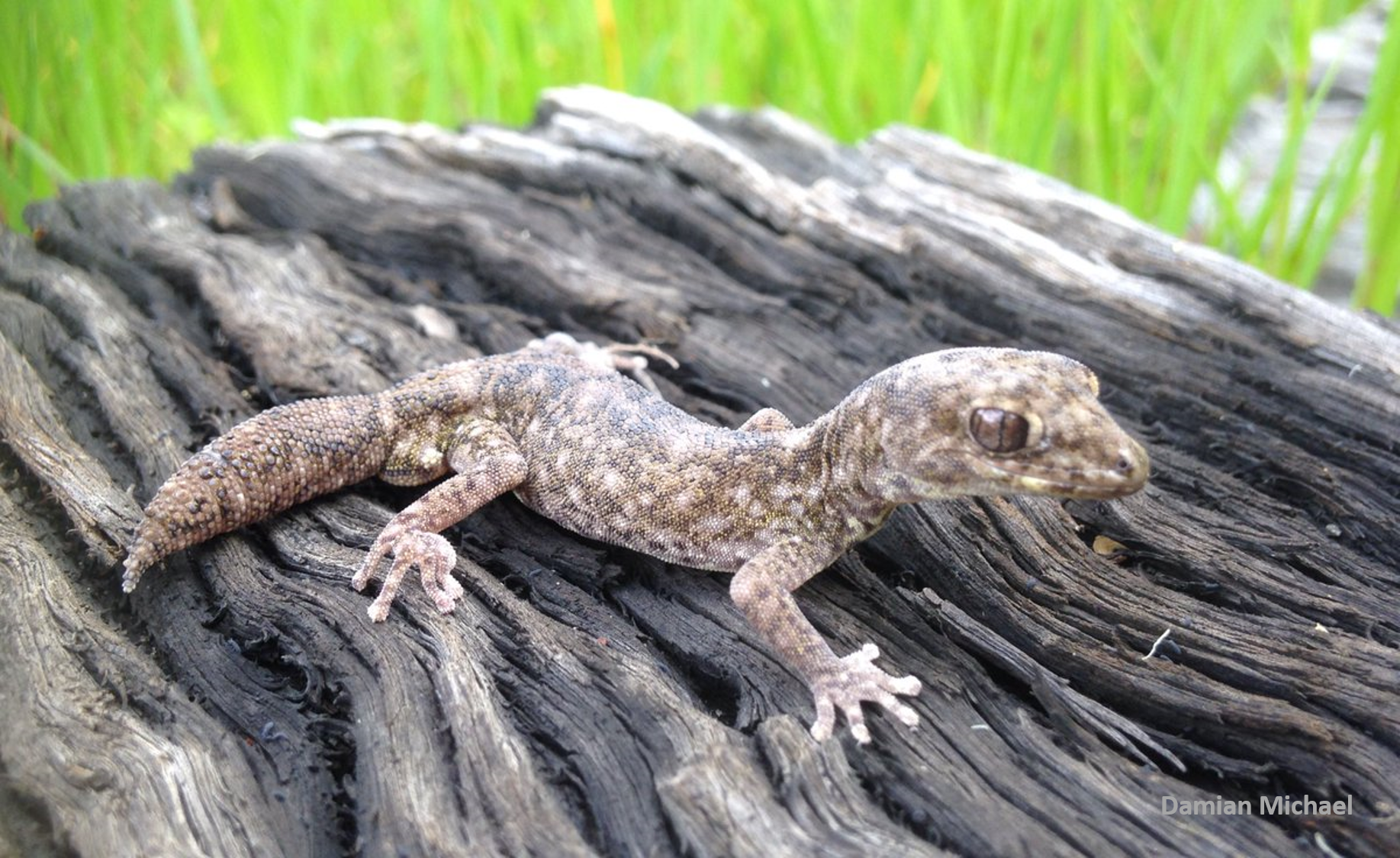 Diplodactylus tessellatus