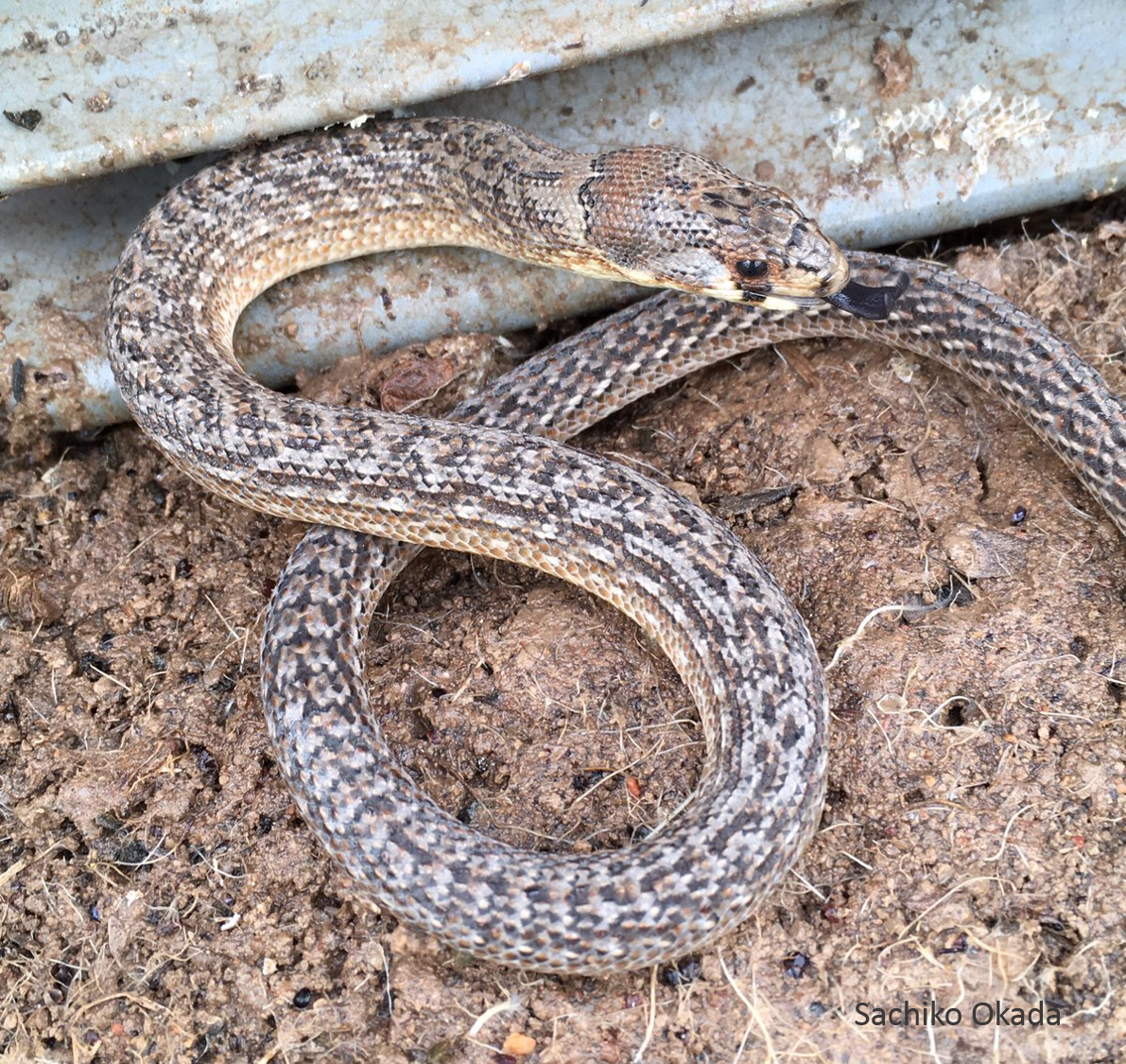 One of the wettest September's on record drove many reptiles above ground, such as this Eastern Hooded Scaly-foot, a harmless legless lizard. They usually reside in spider burrows and soil cracks and are rarely recorded during daytime surveys. Photo: Sachiko Okada