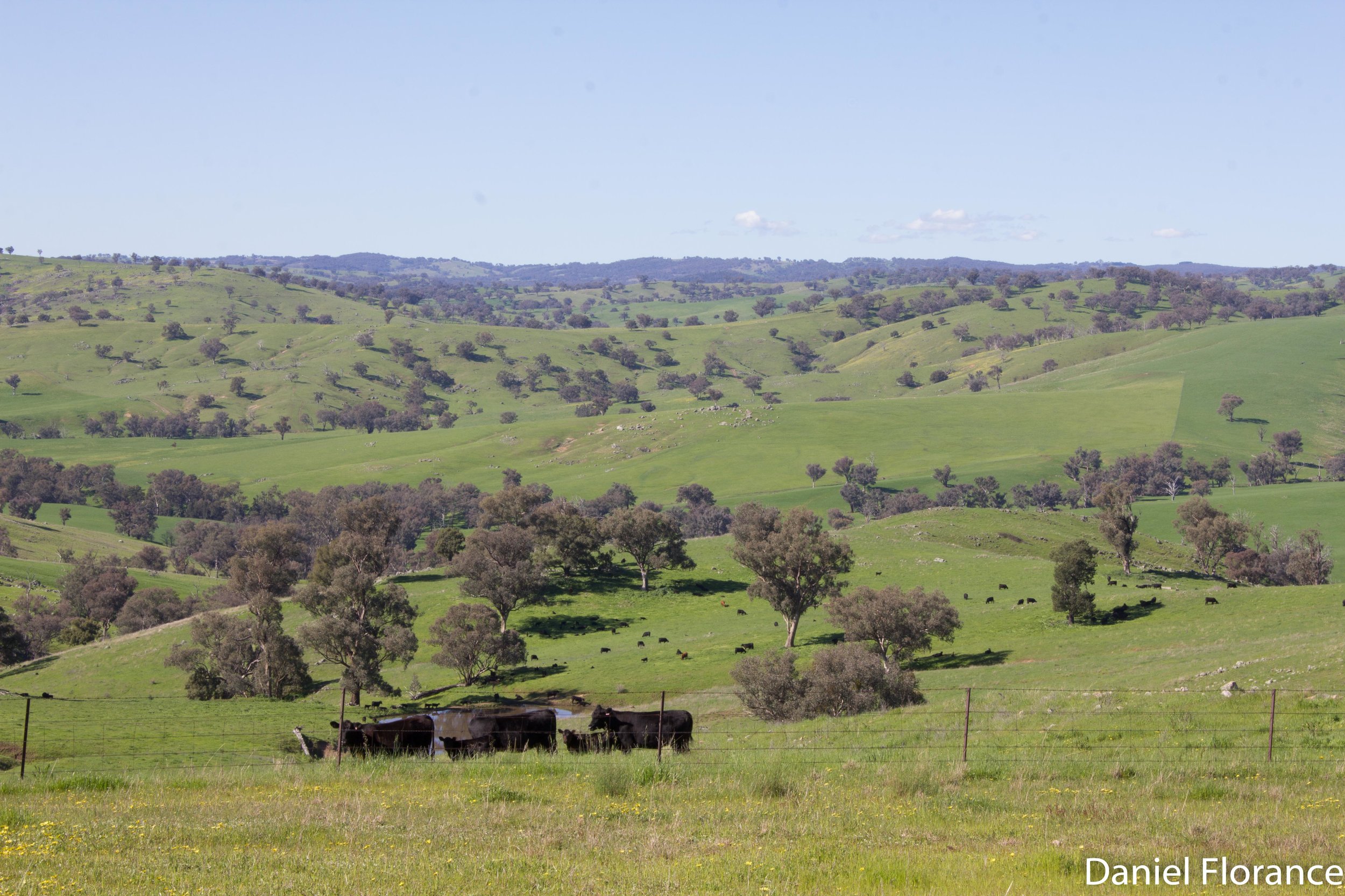 Cowra in Spring