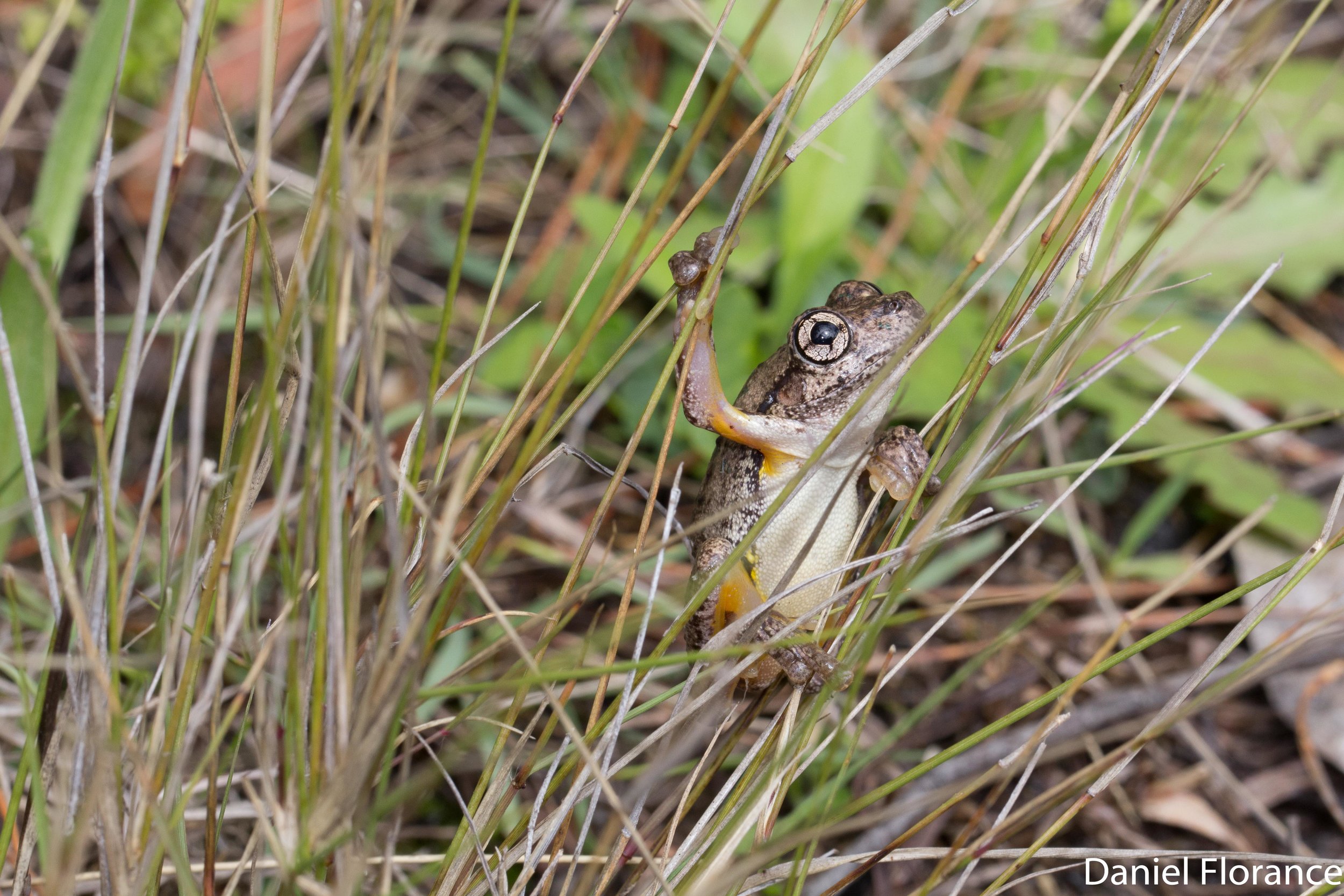 Litoria peroni