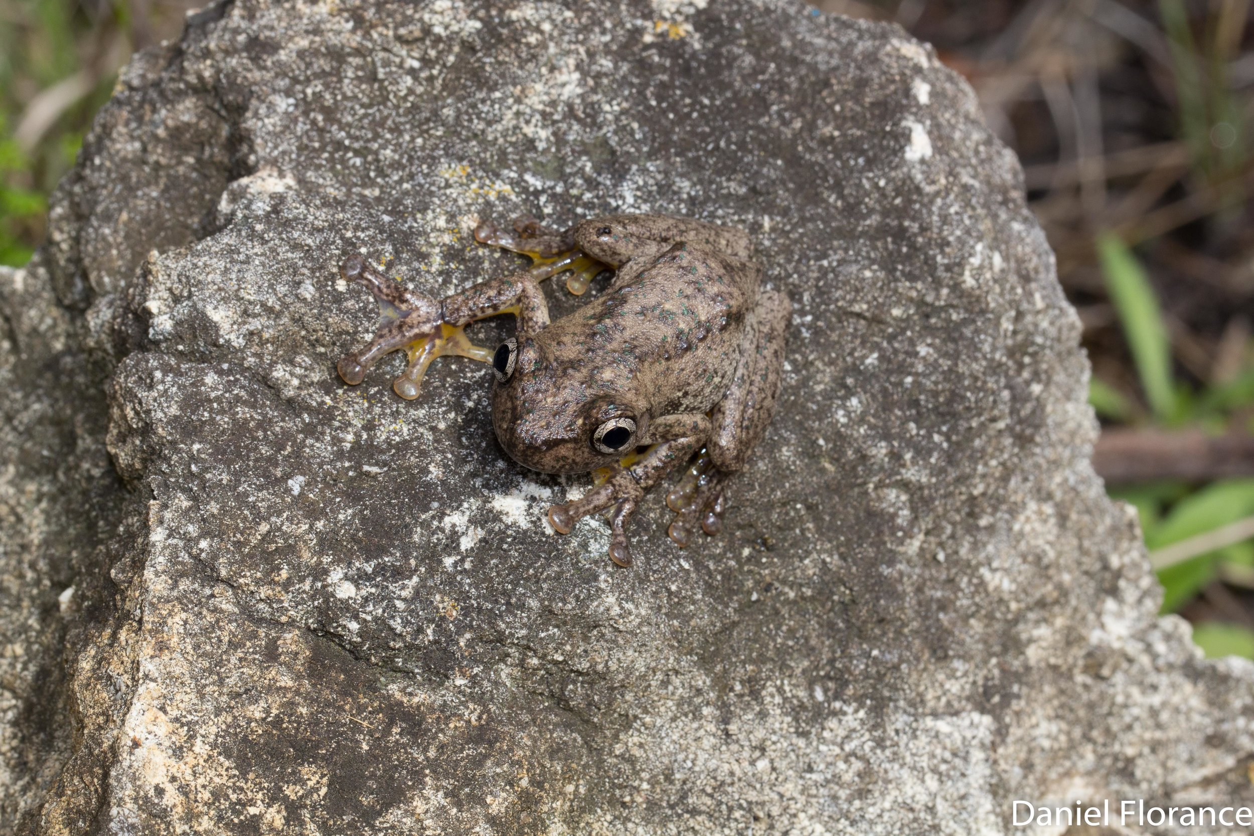 Litoria peroni