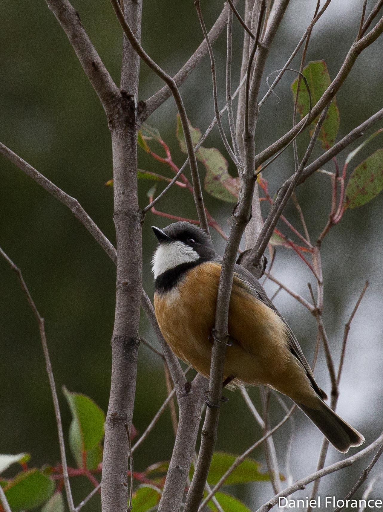 Rufous Whistler