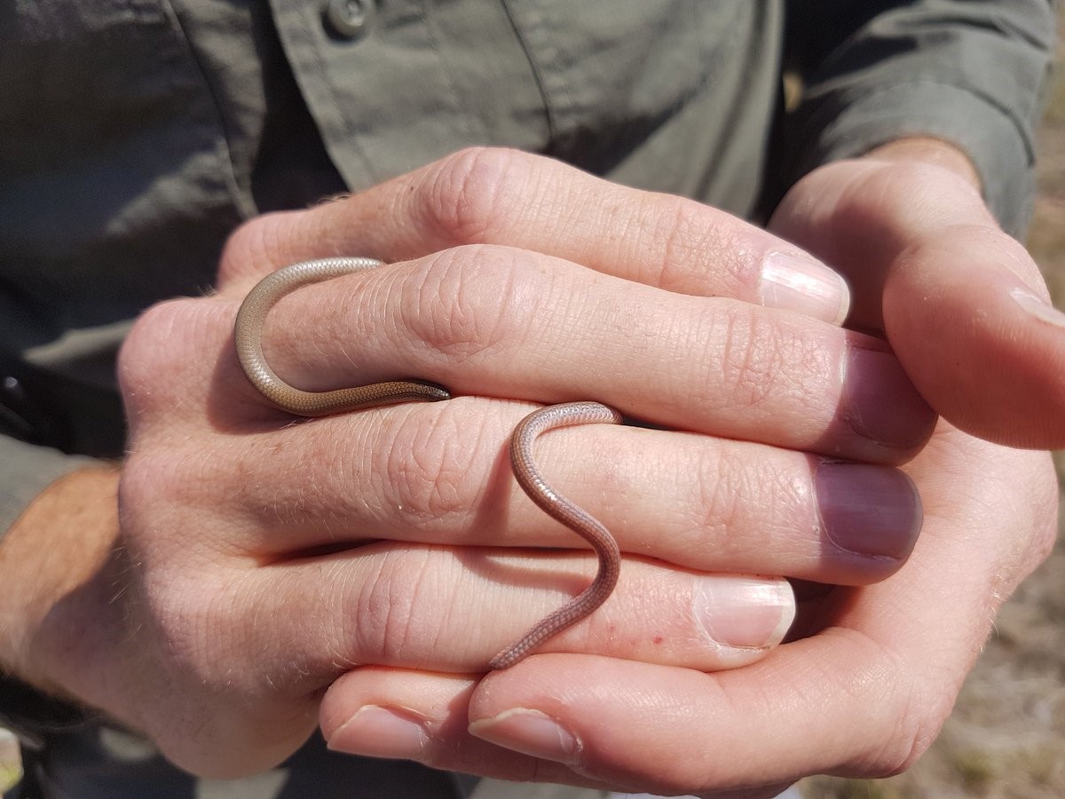 Pink-tailed Worm-lizard in the hand