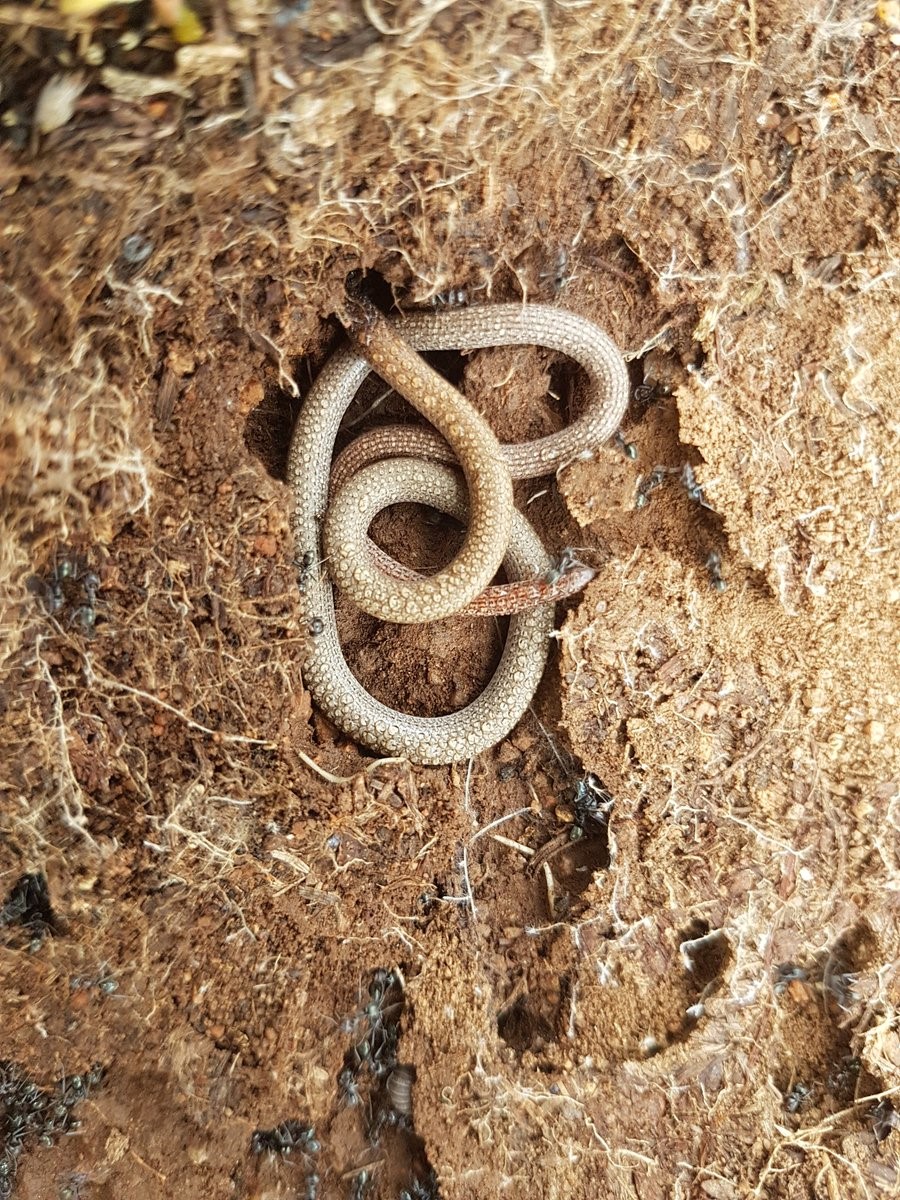 Pink-tailed Worm-lizard in ant burrow: Dave Smith