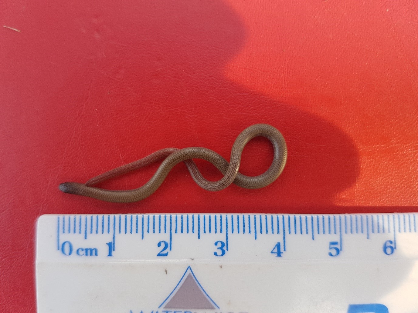 Pink-tailed Worm-lizard with ruler for scale