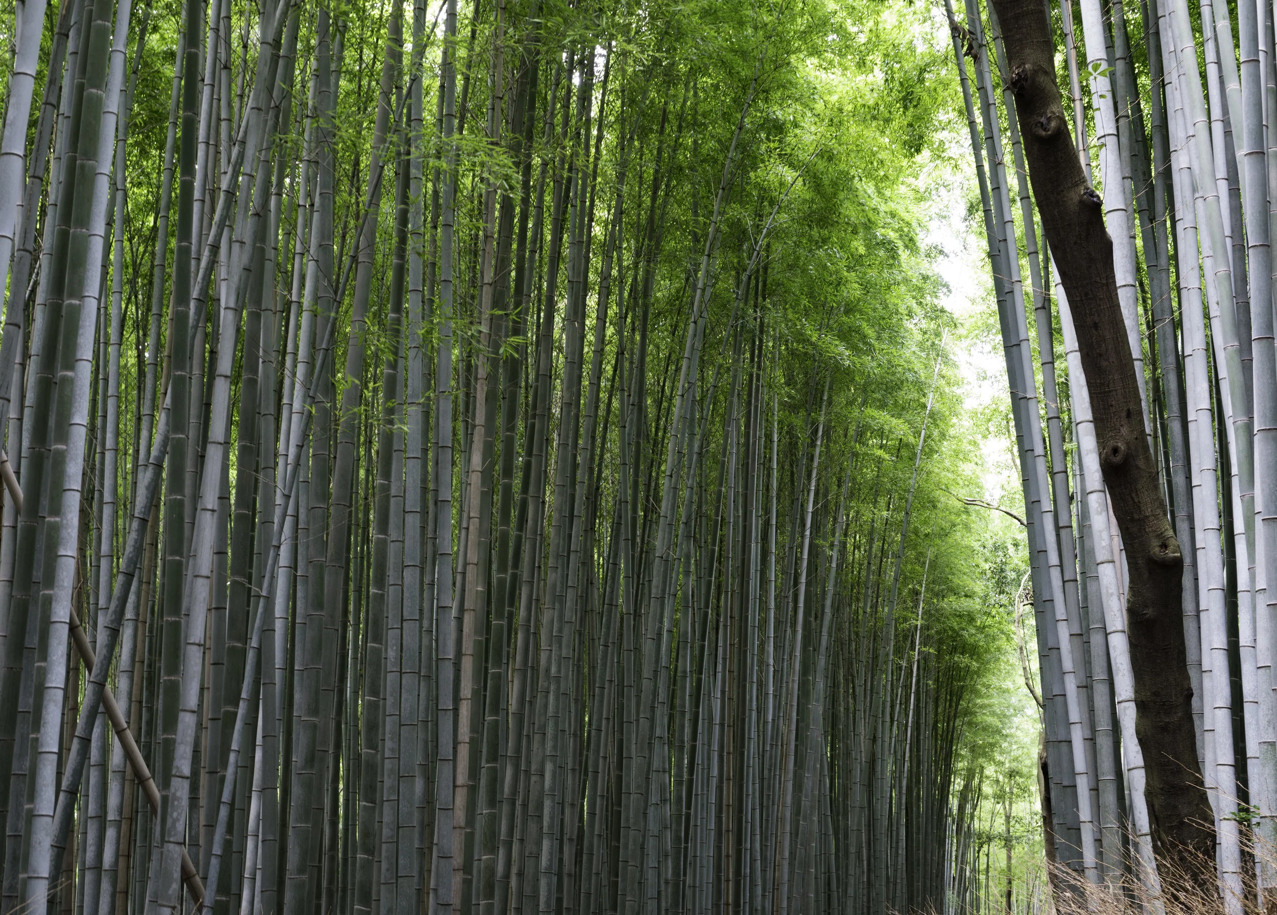 39 Kyoto 7-29-2018.JPG