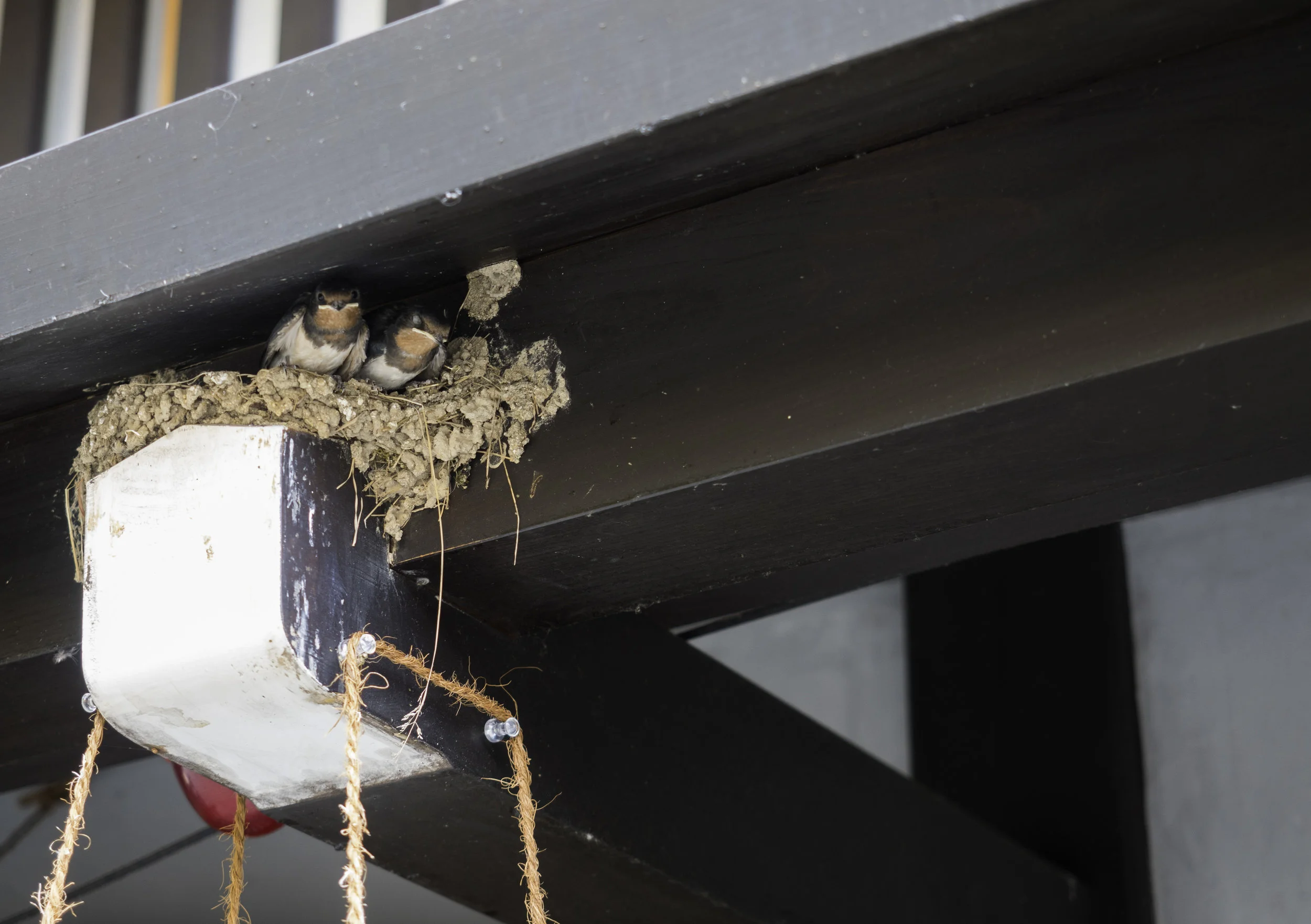 64 Takayama 8-5-2018.JPG