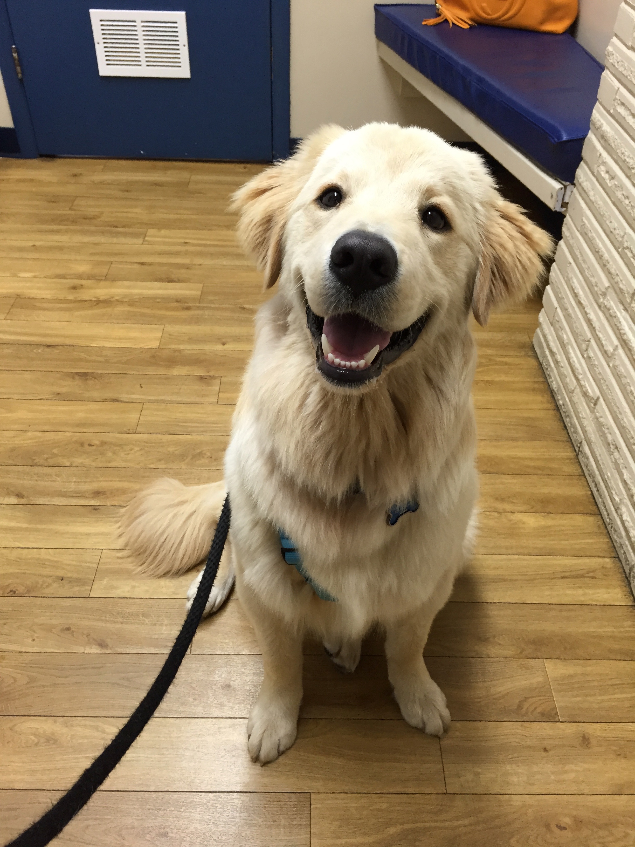 Taylor's most recent rescue dog, Olaf. 