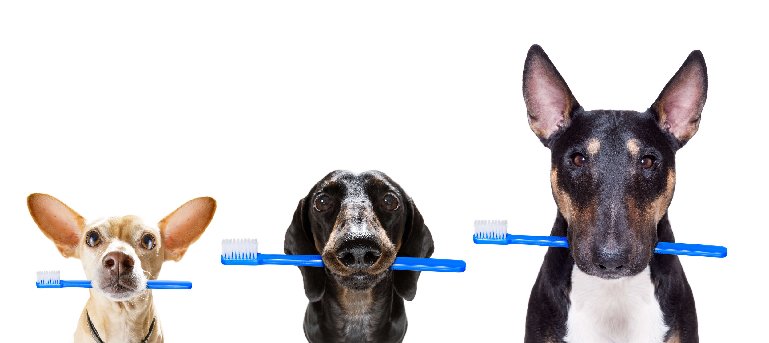 dogs with brush.jpeg